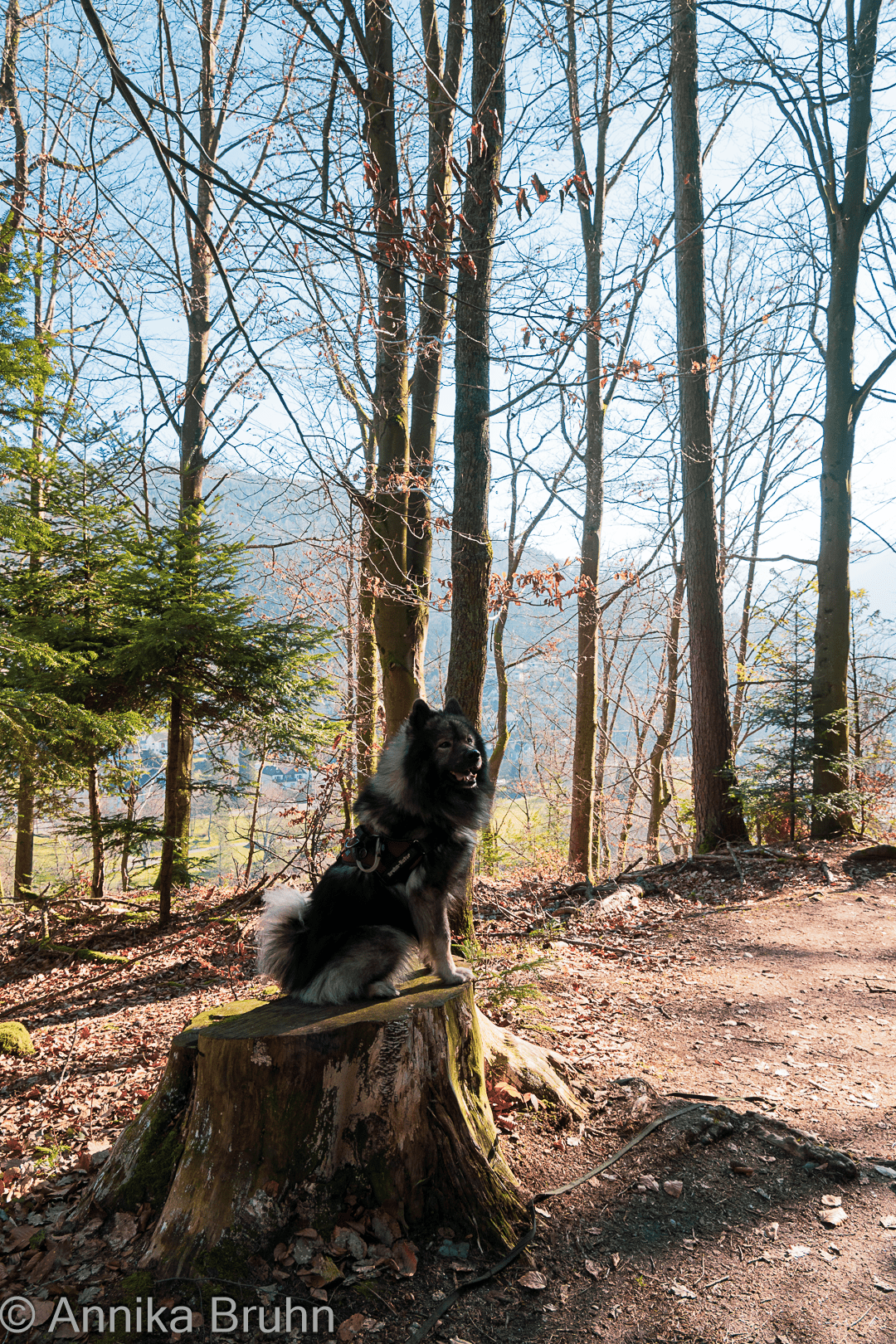 Q auf einem Holzstumpf!